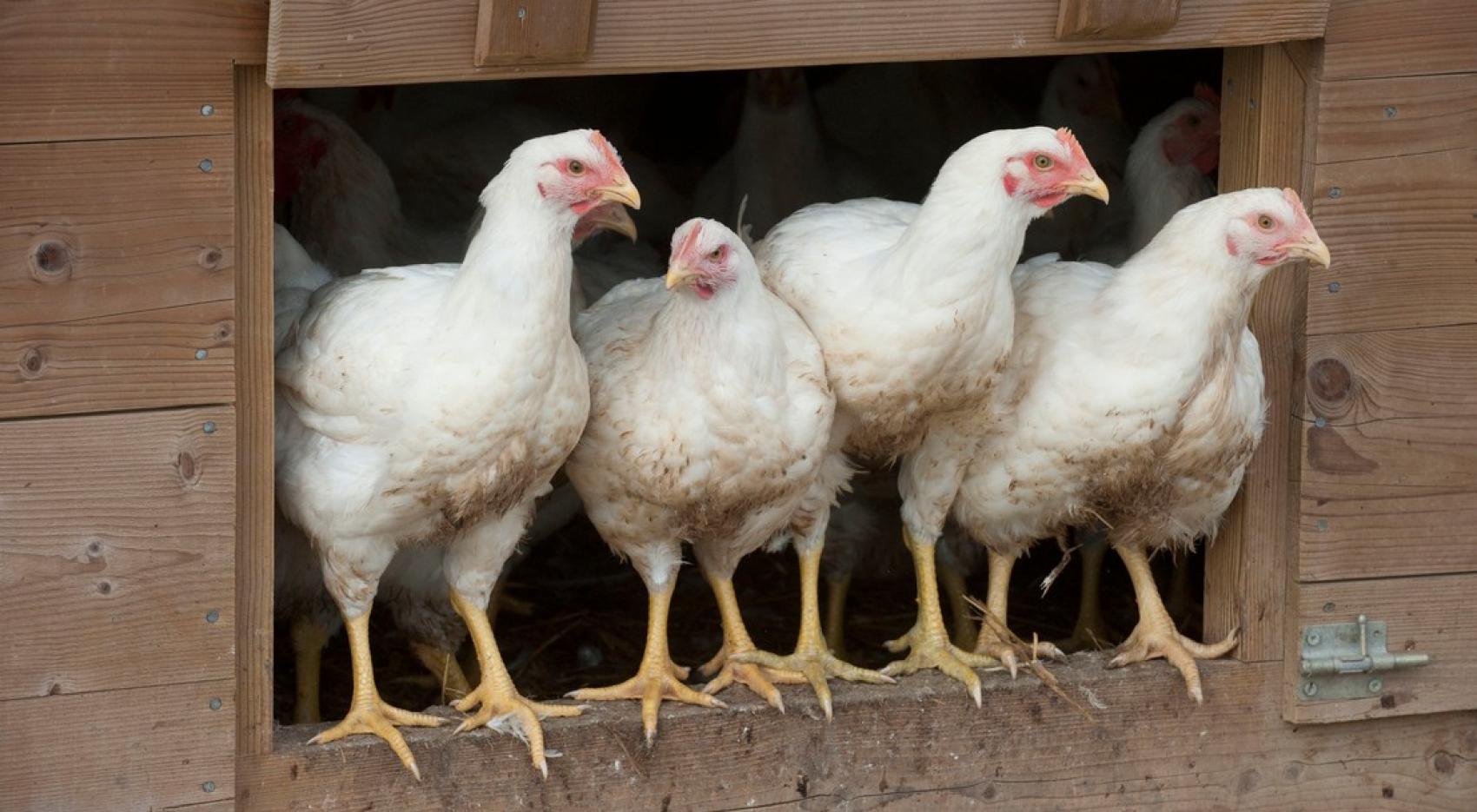 Vigilance influenza aviaire