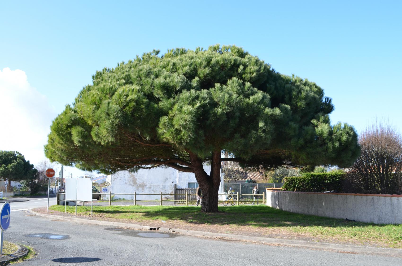 Lutte contre les chenilles processionnaires du pin