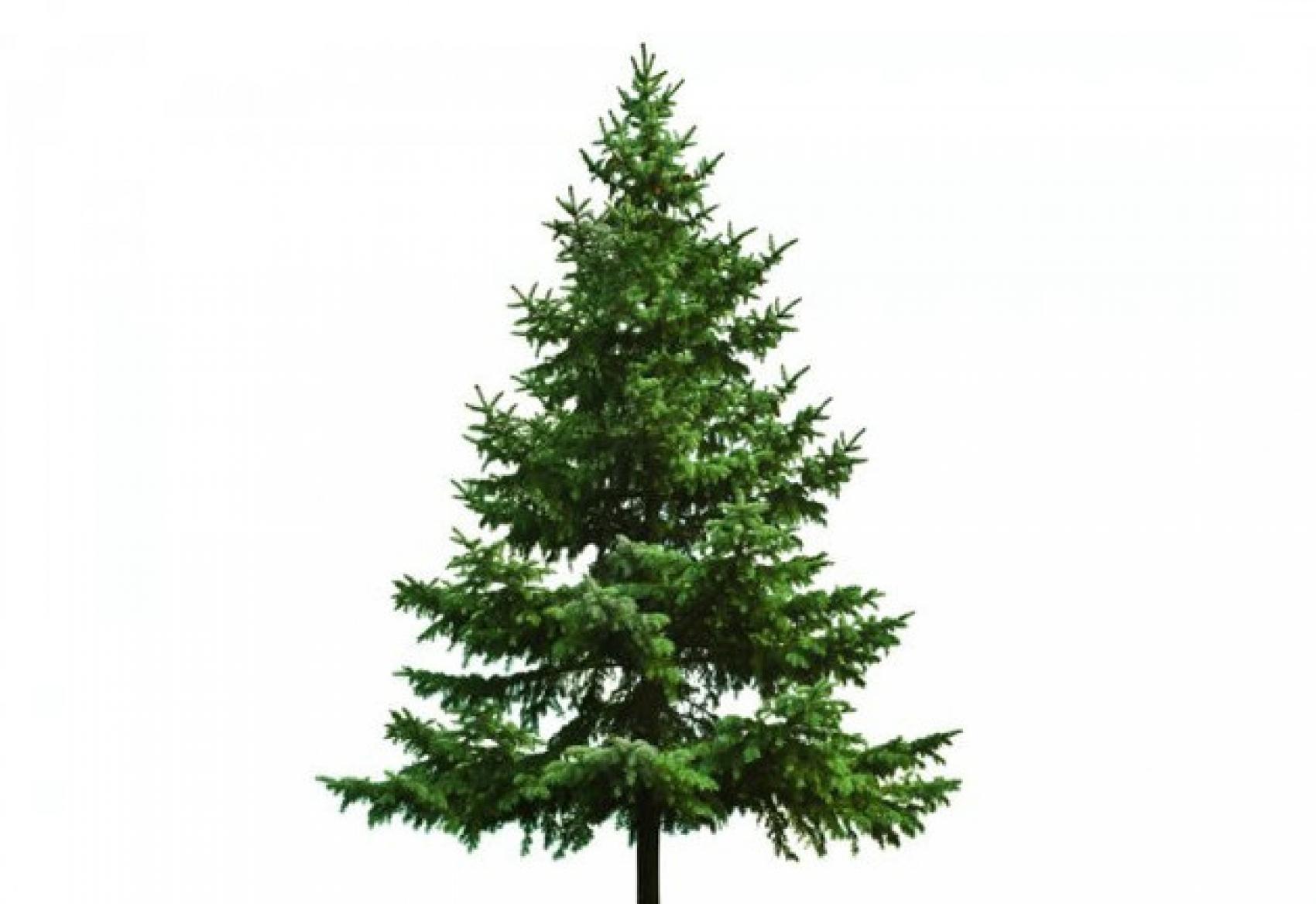 Installation de 2 points de dépôt des sapins de Noël - du lundi 31 décembre 2018 au dimanche 13 janvier 2019